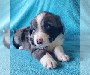 Miniature Australian Shepherd Puppy for sale in WILLS POINT, TX, USA