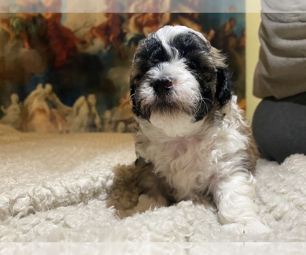 Medium Photo #16 Zuchon Puppy For Sale in GALENA, NV, USA