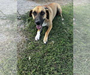 Silanity - Female Mutt Dog for Adoption - Photo #2