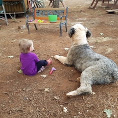 Sheepadoodle Puppy for sale in PARADISE, CA, USA