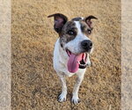 Small #11 Siberian Husky Mix