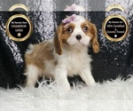 Small #5 Cavalier King Charles Spaniel