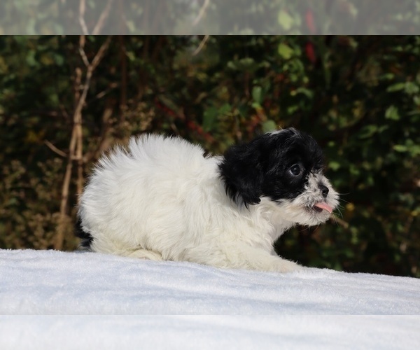 Medium Photo #36 ShihPoo Puppy For Sale in DYERSBURG, TN, USA