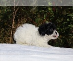 Small #35 ShihPoo