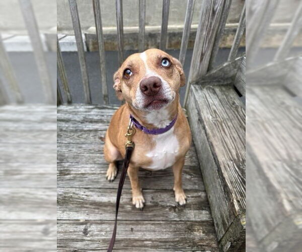 Medium Photo #7 Mutt Puppy For Sale in Brewster, NY, USA