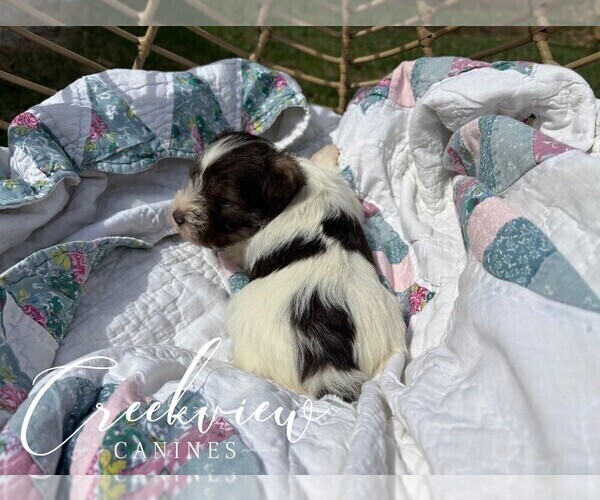 Medium Photo #24 Schnauzer (Miniature) Puppy For Sale in NIANGUA, MO, USA