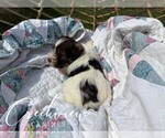 Small Photo #24 Schnauzer (Miniature) Puppy For Sale in NIANGUA, MO, USA