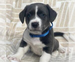 Mutt Dogs for adoption in San Diego, CA, USA