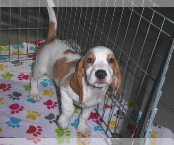 Medium Photo #6 Beagle Puppy For Sale in ORO VALLEY, AZ, USA