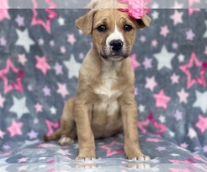 Labrador Retriever-Unknown Mix Puppy for sale in LAKELAND, FL, USA