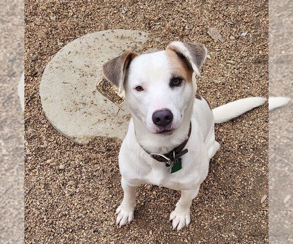 Medium Photo #2 Mutt Puppy For Sale in Aurora, CO, USA
