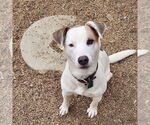 Small #1 Mutt