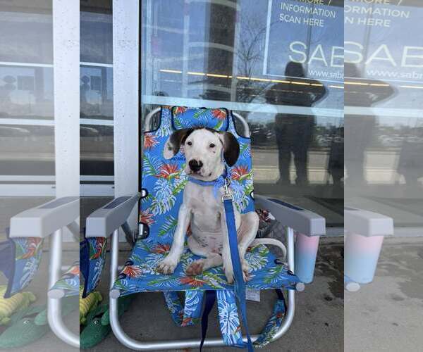Medium Photo #4 Mutt Puppy For Sale in Woodbury, NY, USA