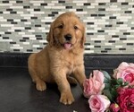 Small #3 Golden Retriever