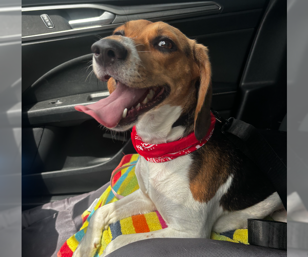 Medium Photo #7 Beagle Puppy For Sale in Tampa, FL, USA