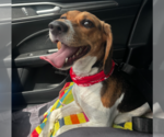 Small #6 Beagle