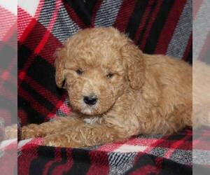 Goldendoodle-Poodle (Miniature) Mix Puppy for sale in STANLEY, WI, USA