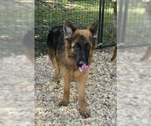 German Shepherd Dog Dogs for adoption in LOGANVILLE, GA, USA