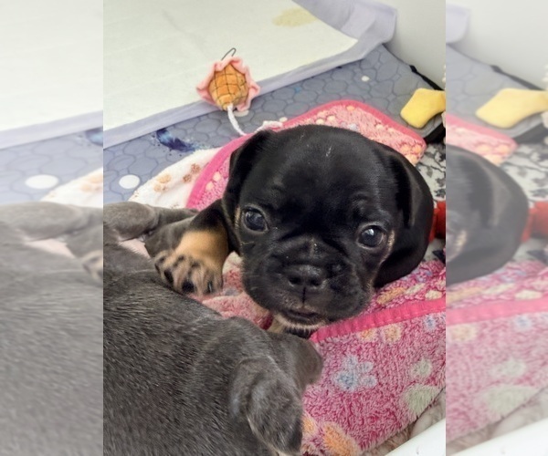 Medium Photo #2 French Bulldog Puppy For Sale in WESLEY CHAPEL, FL, USA