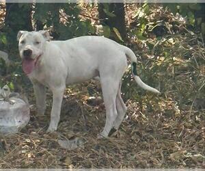 American Staffordshire Terrier-Unknown Mix Dogs for adoption in San Antonio, TX, USA