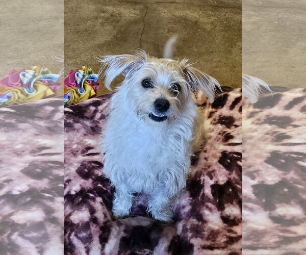 Medium Photo #3 Doxiepoo (Miniature) Puppy For Sale in Agoura Hills, CA, USA