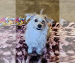 Small #2 Doxiepoo (Miniature)