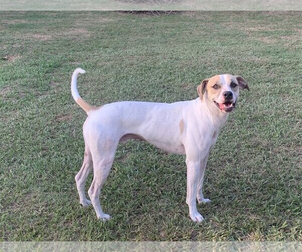 Medium Photo #3 Mutt Puppy For Sale in Spring, TX, USA