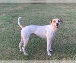 Small #2 Mutt