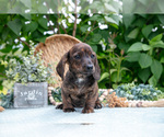 Small Photo #16 Dachshund Puppy For Sale in ELIZABETHTOWN, PA, USA