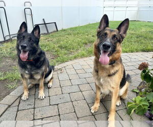 German Shepherd Dog Dogs for adoption in Millburn, NJ, USA