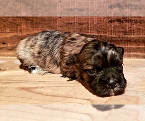 Mal-Shi Puppy for sale in PINK HILL, NC, USA