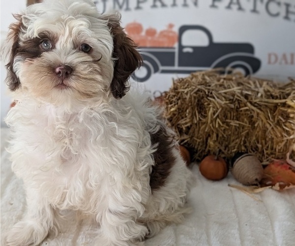 Medium Photo #98 ShihPoo Puppy For Sale in GOSHEN, IN, USA