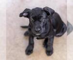 Small #5 Mutt