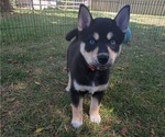 Small Photo #3 Shiba Inu-Siberian Husky Mix Puppy For Sale in BOWLING GREEN, OH, USA
