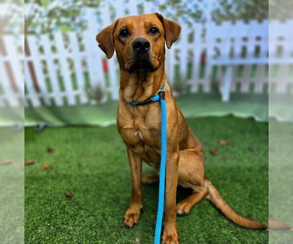 Medium Photo #1 Rhodesian Ridgeback Puppy For Sale in Long Beach, CA, USA