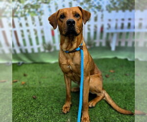 Rhodesian Ridgeback Dogs for adoption in Long Beach, CA, USA