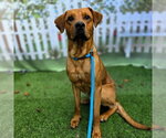 Small Rhodesian Ridgeback