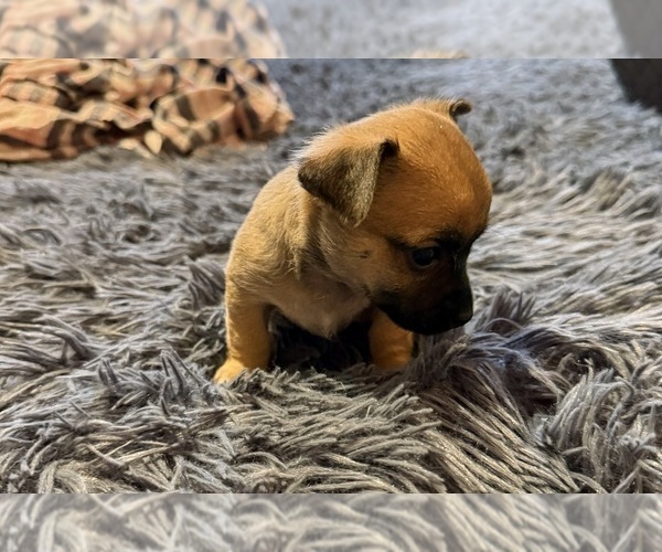 Medium Photo #5 Chihuahua Puppy For Sale in ELK POINT, SD, USA