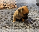 Small #4 Chihuahua