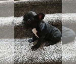 French Bulldog Puppy for sale in ADAMS CITY, CO, USA