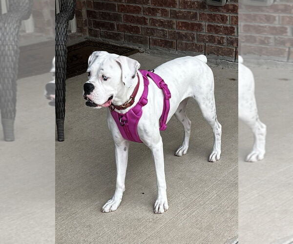 Medium Photo #4 Boxer Puppy For Sale in Austin, TX, USA