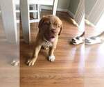 Small Photo #9 Dogue de Bordeaux Puppy For Sale in NEW CASTLE, IN, USA