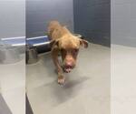 Small #4 American Pit Bull Terrier Mix