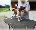 Small Photo #4 German Shorthaired Pointer Puppy For Sale in NORTH JUDSON, IN, USA