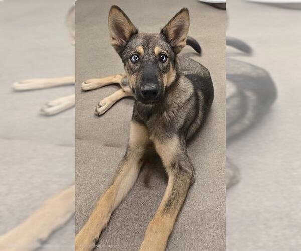 Medium Photo #1 German Shepherd Dog Puppy For Sale in HESPERIA, CA, USA