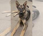 Small German Shepherd Dog