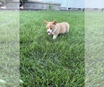 Small Photo #24 Pembroke Welsh Corgi Puppy For Sale in MILFORD, IN, USA