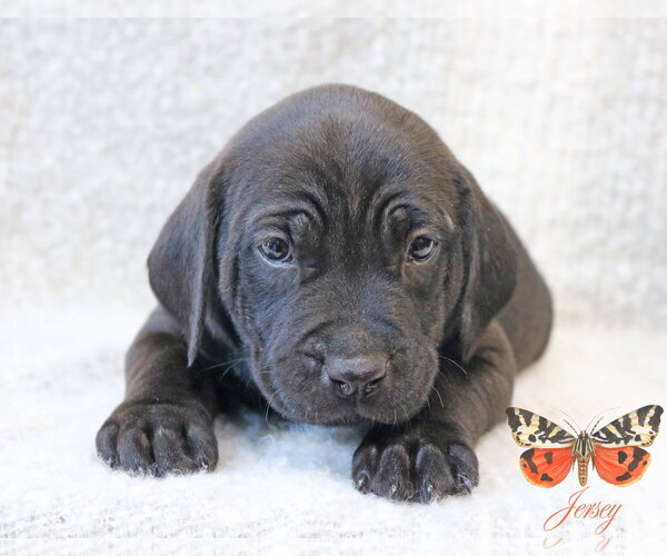 Medium Photo #2 Mutt Puppy For Sale in Wakefield, RI, USA