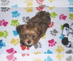 Small Photo #9 Havashire Puppy For Sale in ORO VALLEY, AZ, USA