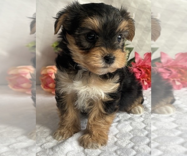 Medium Photo #2 Morkie Puppy For Sale in ROCK STREAM, NY, USA